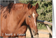 horse front photo card