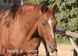 horse front photo