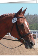 horse head english bridle photo card