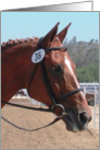horse head english bridle photo card