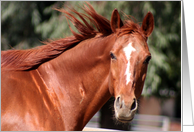 horse head and neck photo card