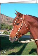 horse head western bridle photo card