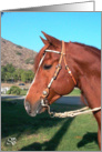 horse head western bridle photo card