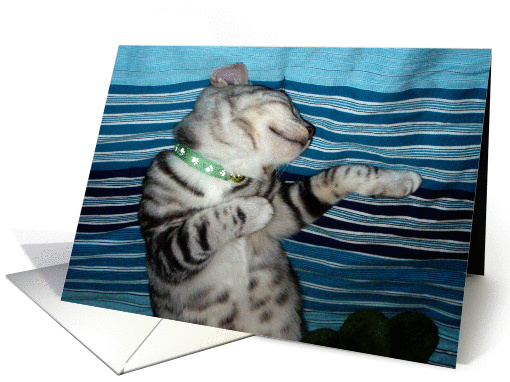 gray striped kitten sleeping card (202425)