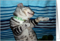 gray striped kitten...