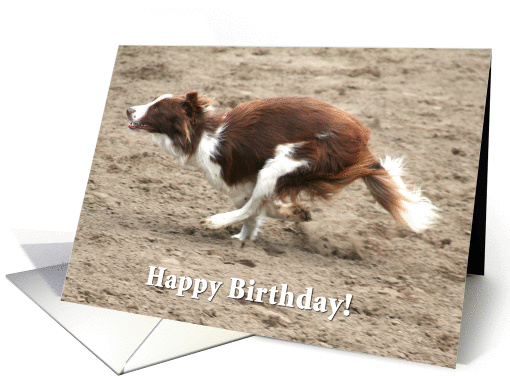 red & white border collie running card (202870)