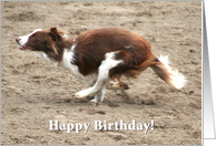 red & white border collie running card