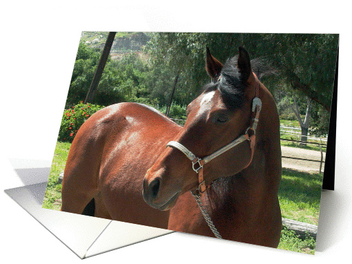 bay horse with silver halter card (202884)