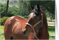 bay horse with silver halter card