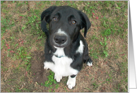 smooth coat border collie looking up card