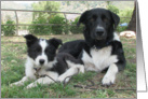 border collie dog and puppy card
