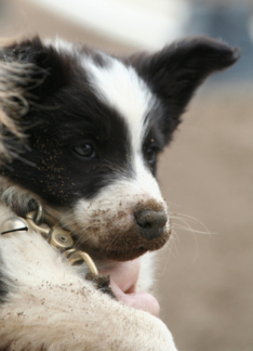 border collie puppy...