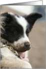 border collie puppy with dirt on snout card