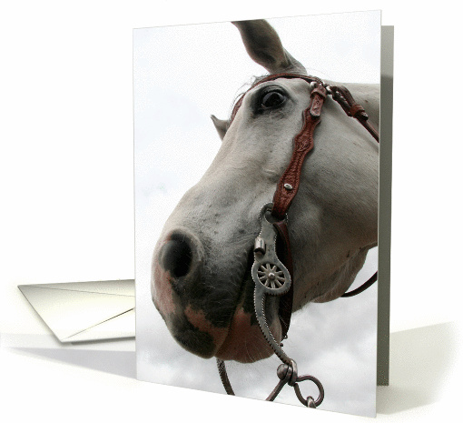 gray horse face from underneath card (206489)