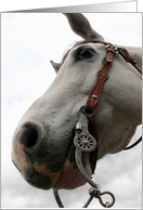 gray horse face from underneath card