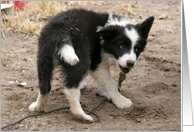 border collie puppy with grin on face card