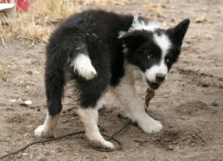 border collie puppy...