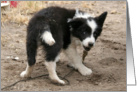 border collie puppy with grin on face card