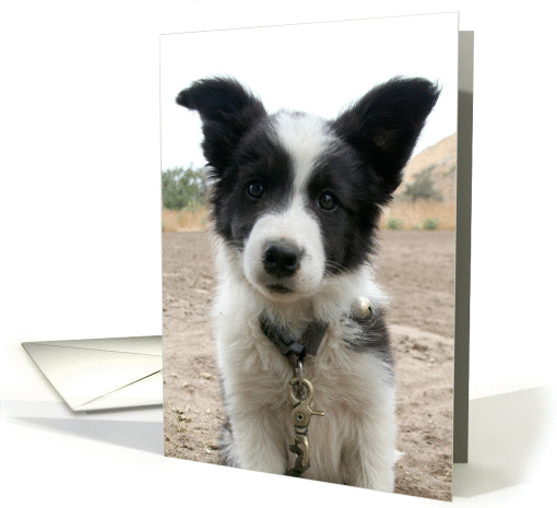 border collie puppy sitting card (206881)