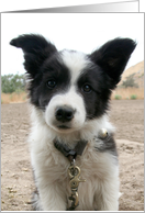 border collie puppy sitting card