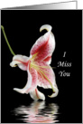 I Miss You Greeting Card - Asiatic Lily card