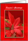 Season’s Greetings Poinsettia Christmas Card