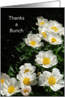Thank You Greeting Card with White Cosmos Flowers-Thanks a Bunch card