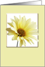 Yellow Daisy Blank Note Card Card