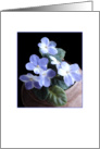 African Violets - Blank Note Card
