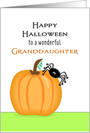 For Granddaughter Halloween Card with Pumpkin and Black Spider card