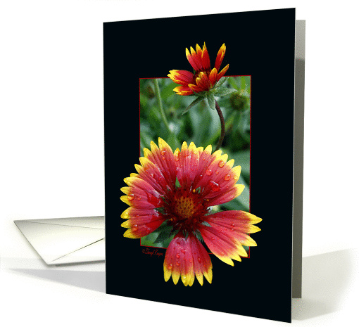 Blanket Flower Greeting Card - Blank Note... (165186)