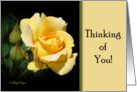 Thinking of You - Yellow Rose card