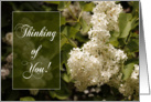 Thinking of You - White Lilacs card