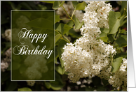 Happy Birthday - White Lilacs card