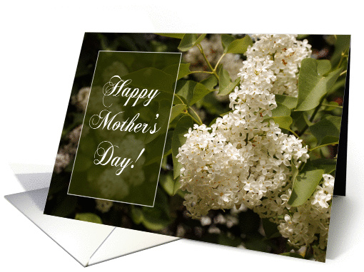 Happy Mother's Day Greeting Card - White Lilacs card (201358)