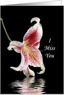 I Miss You Greeting Card - Asiatic Lily card