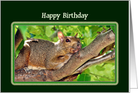 Lazy Squirrel Happy Birthday Card