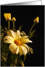 Yellow Daisies Blank Note Card