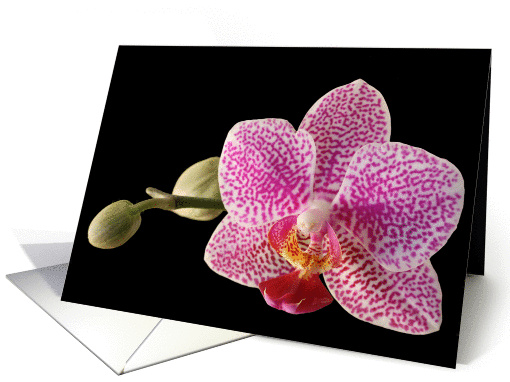 Orchid Blank Note card (367862)