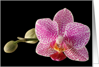 Orchid Blank Note Card