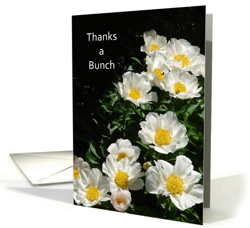 Thank You Greeting Card with White Cosmos Flowers-Thanks a Bunch card