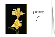 Thinking of You Greeting Card for Fibromyalgia-Yellow Peruvian Lilies card