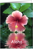 Hibiscus - Aloha Card