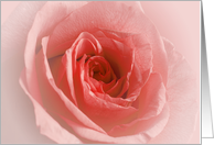 Blank Rose Card