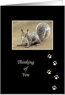 Thinking of You Squirrel Greeting Card with Paw Prints / Foot Prints card
