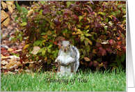 Thinking of You Squirrel Card