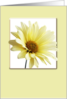 Yellow Daisy Blank Note Card Card
