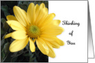 Yellow Daisy Thinking of You Card