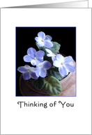 Thinking of You Greeting Card with Blue African Violet Flowers card
