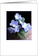 African Violets - Blank Note Card